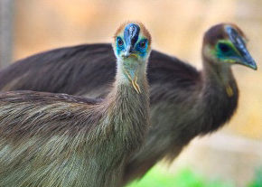 Cassowaries